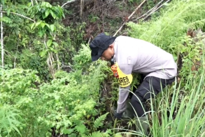 Tanaman ganja siap panen sebanyak sekitar 1.500 dengan ketinggian hampir dua meter tersebut ditemukan di lereng perbukitan Desa Mane pada Jumat, 10 Mei 2024 sore.