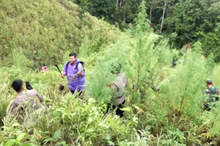 Pemilik lahan melakukan kamuflase tanaman ganja dengan tanaman padi tajuk agar tidak dicurigai masyarakat maupun petugas kepolisian.
