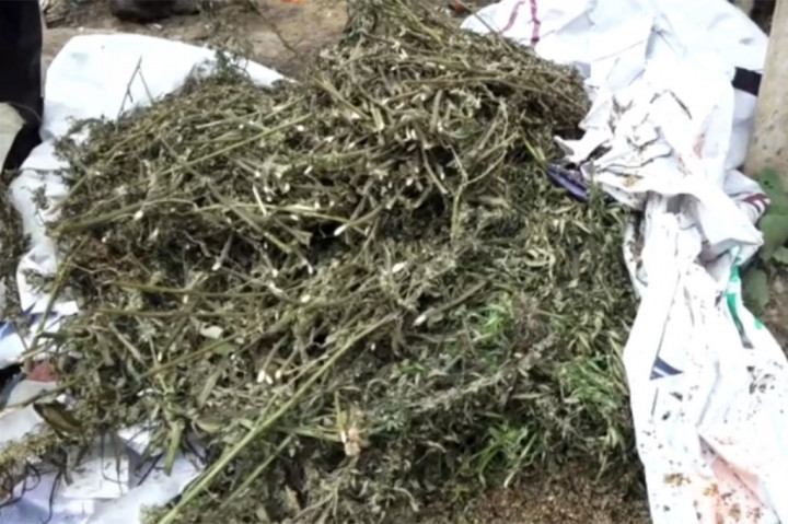 Kapolres Pidie AKBP Imam Asfani mengatakan, selain memusnahkan ladang ganja, petugas juga menemukan ganja siap edar yang dikemas dalam bungkusan yang disimpan di gubuk pemilik lahan. 