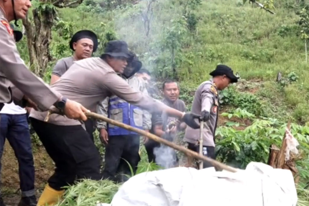 Polres Pidie, Aceh berhasil memusnahkan ladang ganja seluas 1,5 hektar yang berada di perbukitan Dusun Pante Luah, Desa Mane, Kabupaten Pidie. Sementara pemilik lahan tidak berada di lokasi saat petugas melakukan penggerebekan.