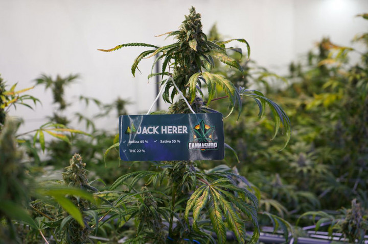 Dittipidnarkoba Bareskrim Polri berhasil mengungkap clandestine laboratorium hydroponic ganja dan mephedrone jaringan hydra Indonesia serta meringkus DPO clandestine laboratorium narkoba ekstasi Sunter di Bali.