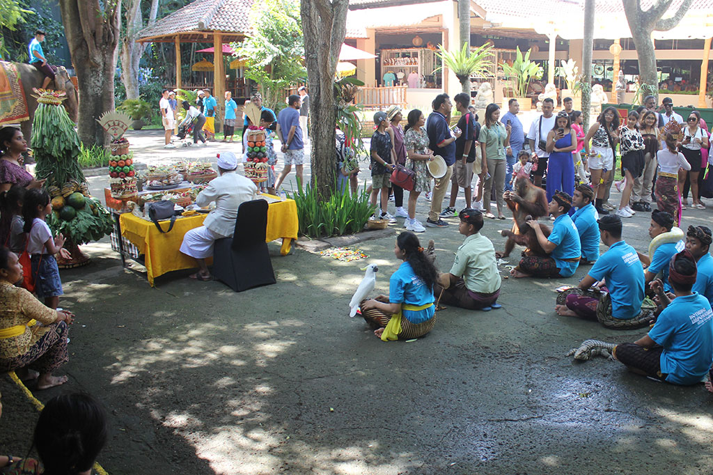 Pada momen istimewa ini, Taman Safari Bali mengungkapkan rasa apresiasinya kepada seluruh satwa yang mendiami habitatnya melalui sebuah upacara sakral yang dimeriahkan dengan pemberian 'gebogan'.