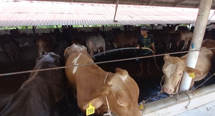 Sebulan menjelang hari raya IdulAdha, Distributor sapi di Provinsi Bangka Belitung (Babel) mulai kebanjiran pesanan sapi untuk kurban.