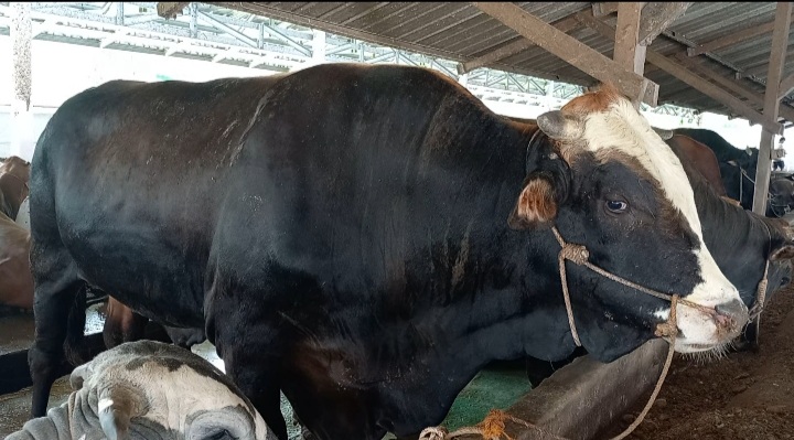 Seperti distributor sapi yang ada di jalan Ketapang Pangkalpinang ini, pesanan sapi sudah mencapai 300 ekor.