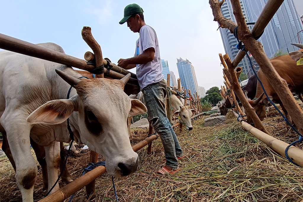 Sejumlah pedagang sapi hewan kurban semakin banyak bermunculan di sudut-sudut kota Jakarta jelang hari raya Iduladha.