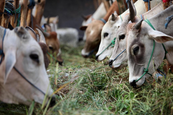 Sapi-sapi hewan kurban asal Bima dijual di tanah lapang kawasan Rasuna, Jakarta, Selasa, 21 Mei 2024.