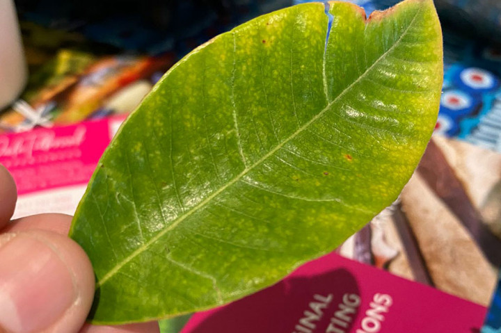 Menariknya ada beberapa tanaman yang memiliki nama yang sama dengan di Indonesia, tapi rasa dan aroma yang berbeda seperti daun jeruk purut dan daun rosemary. 