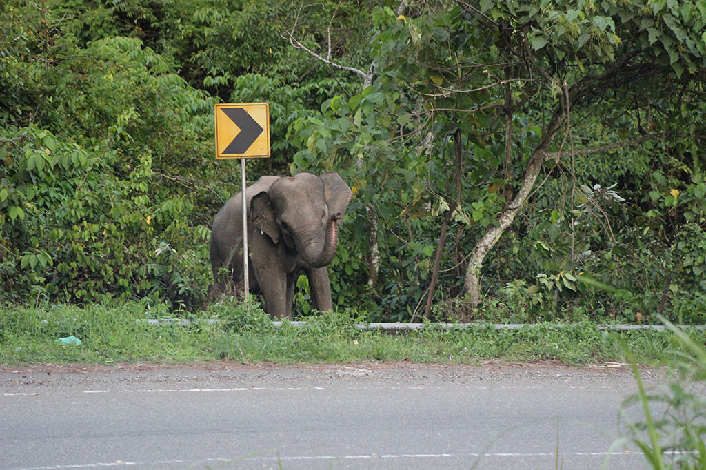 Bentrok fisik antara hewan liar dan manusia kembali terjadi di kawasan Provinsi Aceh. Ironisnya konflik yang sudah sering terjadi itu, tidak saja saling terganggu kenyamanan.