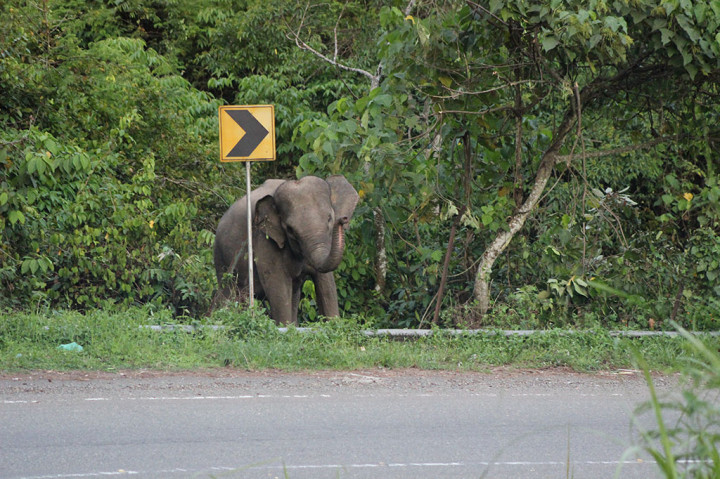 Bentrok fisik antara hewan liar dan manusia kembali terjadi di kawasan Provinsi Aceh. Ironisnya konflik yang sudah sering terjadi itu, tidak saja saling terganggu kenyamanan.