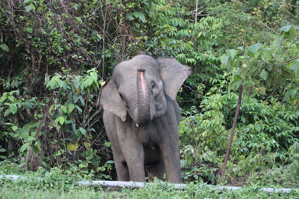 Tapi lebih parah lagi, yakni hingga menelan korban jiwa. Seperti yang terjadi di kawasan pinggiran hutan TNGL (Taman Nasional Gunung Leuser), Gampong (Desa) Sada Ate, Kecamatan Leuser, Kabupaten Aceh Tenggara.