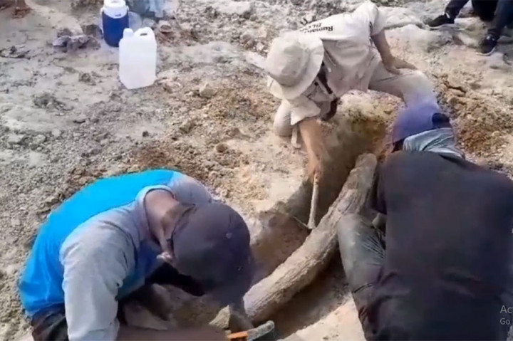 Tim penyelamat cagar budaya berhasil menyelamatkan fosil gading gajah dengan kondisi utuh dan memiliki panjang satu setengah meter dengan perkiraan berusia dua ratus ribu tahun.