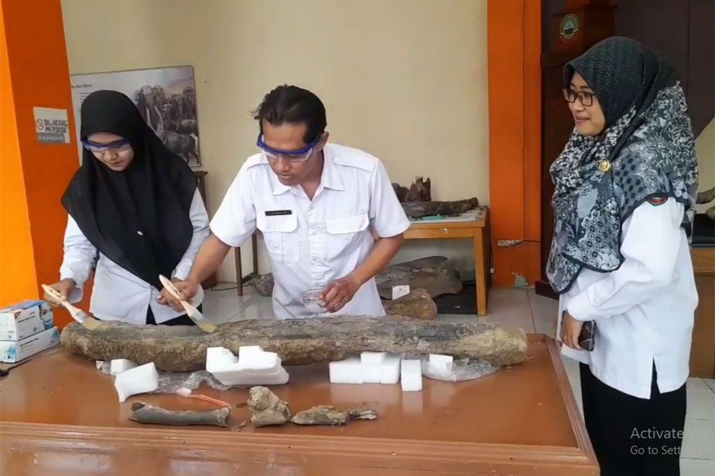 Gading gajah purba ditemukan dalam keadaan utuh sepanjang satu setengah meter dengan berat 70 kilogram. Diperkirakan usia dari fosil gading gajah tersebut diatas 200 ribu tahun. 