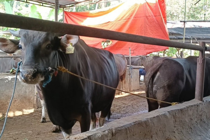 Jelang hari raya Iduladha tahun 2024, peternakan sapi kurban di Kabupaten Pandeglang, mulai ramai dipesan. Dari jumlah 166 ekor sapi yang tersedia, 90 ekor sapi sudah dipesan dari berbagai daerah. Selain itu untuk menarik minat pembeli yang datang ke peternakan sapi, penjual sapi melakukan pelayanan gratis biaya perawatan dan gratis biaya pengiriman.