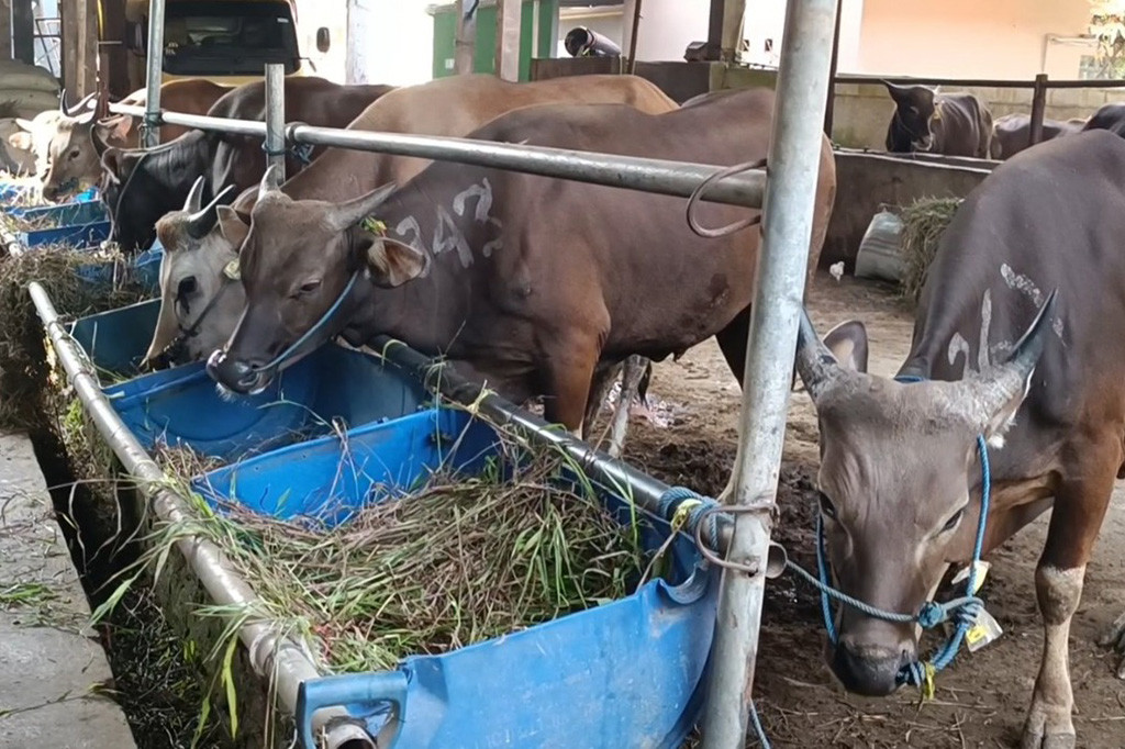 Sapi yang disediakan di peternakan tersebut merupakan jenis sapi Bali, yang memiliki keunggulan dagingnya yang berkualitas.