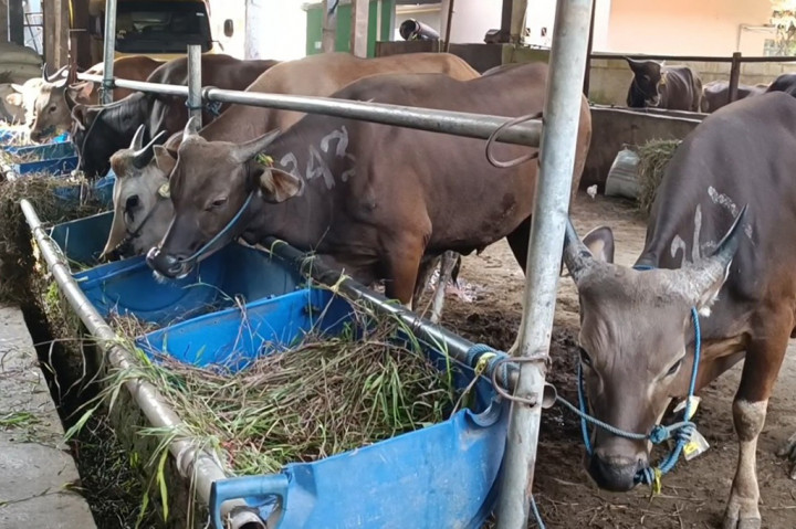Sapi yang disediakan di peternakan tersebut merupakan jenis sapi Bali, yang memiliki keunggulan dagingnya yang berkualitas.