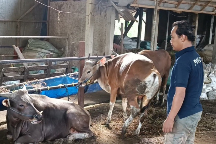 Selain itu, untuk menarik minat pembeli yang datang ke peternakan sapi ini, penjual melakukan pelayanan gratis biaya perawatan dan bahkan gratis biaya pengiriman ke daerah sekitar Banten dan Jakarta.
