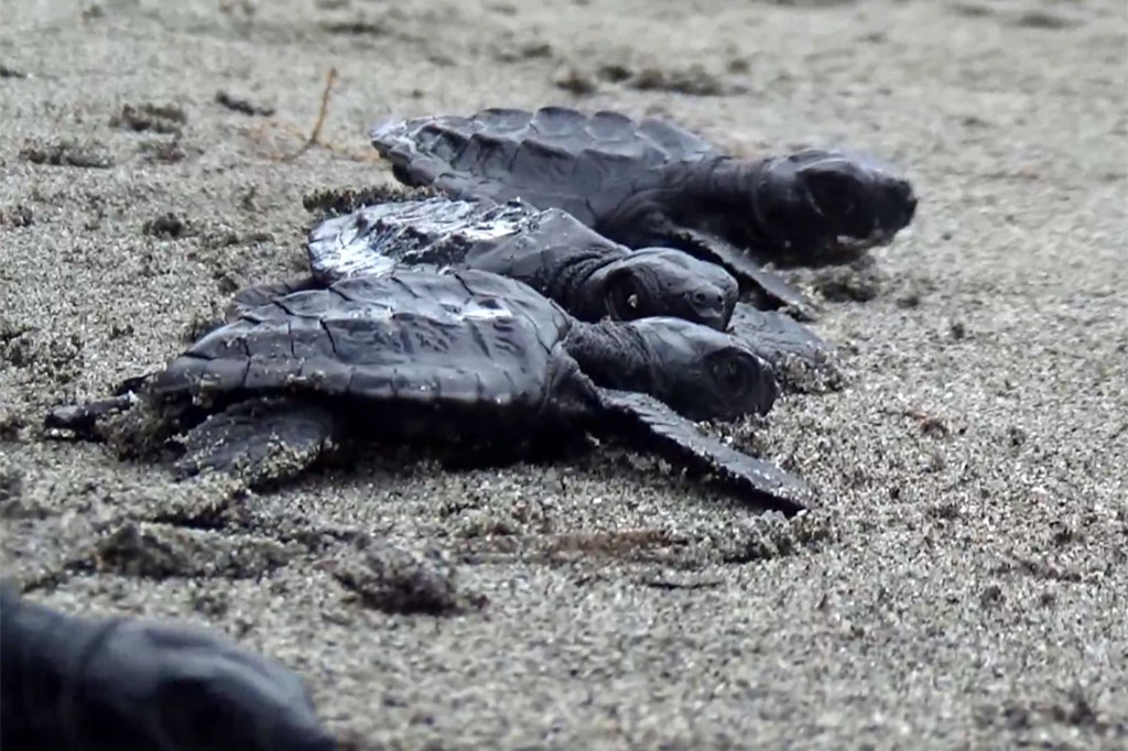 Selain penyuluh perikanan, dalam kegiatan ini juga ikut dilibatkan anak-anak sebagai ajang edukasi dini kepada mereka untuk mengenali hewan laut yang dilindungi seperti penyu dan beberapa jenis hewan laut lainnya.