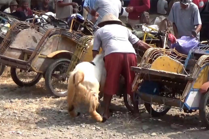 Puluhan becak berjejer rapi di Pasar Hewan Argopeni, Kebumen, Jawa Tengah pada Rabu, 29 Mei 2024 pagi. Para abang becak ini bukan untuk menunggu penumpang manusia, melainkan hewan kurban yang akan diangkutnya.