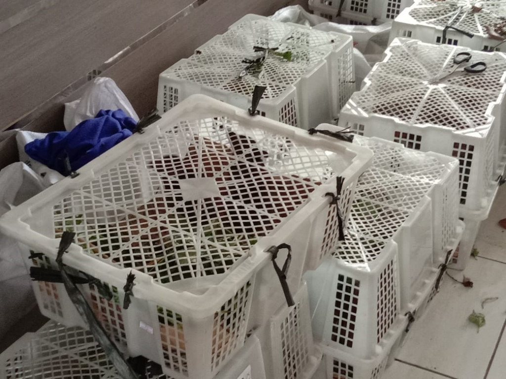 Kepala Satuan Reserse Kriminal (Satreskrim) Polres Tasikmalaya, AKP Ridwan Budiarta mengatakan, pihaknya mendapat laporan dari warga adanya penjualan satwa yang dilindungi dan tahapan penyelidikan mulai dilakukannya di wilayah Kecamatan Jatiwaras. Akan tetapi, selama penyelidikan berhasil menangkap dua orang pelaku hendak menjual hewan langka melalui media sosial.