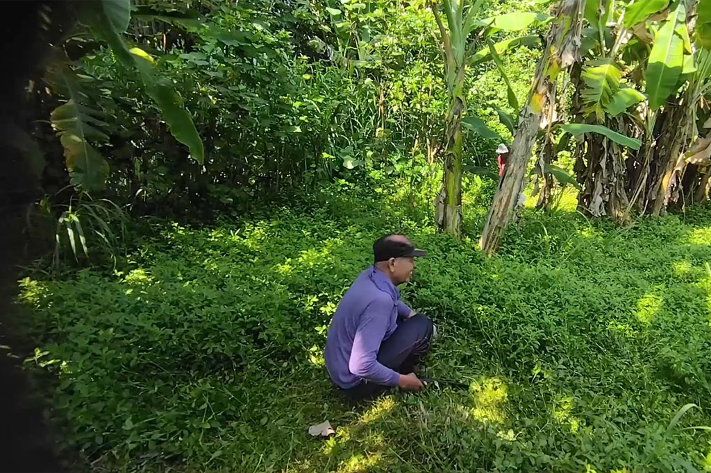 Mulyani, 64, warga Kelurahan Manisrenggo, Kecamatan Kota Kediri setiap harinya menggembala kambing-kambingnya. Sambil mengembala hewan ternaknya, Mulyani mencari rumput untuk pakan ternak saat di rumah.