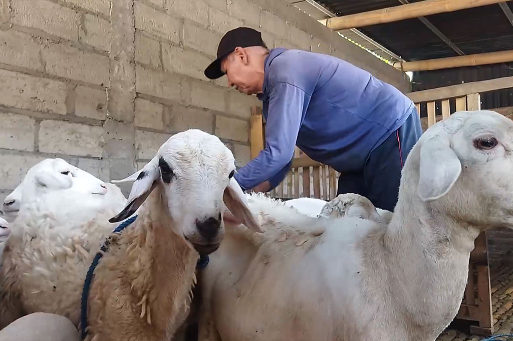 Pada tahun ini, 15 ekor kambing dan 2 ekor sapinya dijual untuk melunasi ongkos naik haji keduanya, serta 2 ekor kambing lainnya disembelih untuk selamatan keberangkatan pada 31 Mei 2024 medatang.