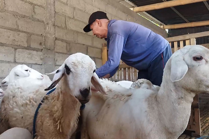 Pada tahun ini, 15 ekor kambing dan 2 ekor sapinya dijual untuk melunasi ongkos naik haji keduanya, serta 2 ekor kambing lainnya disembelih untuk selamatan keberangkatan pada 31 Mei 2024 medatang.