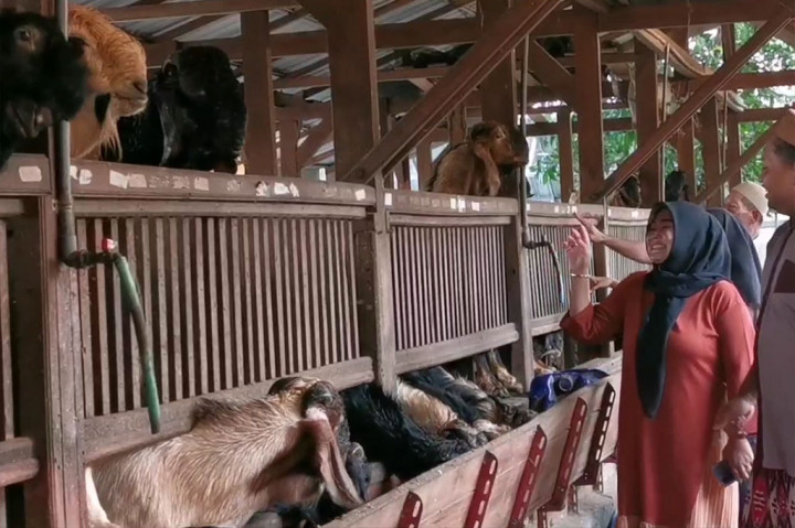 Tidak itu saja, kandang di sini ternyata tidak bau seperti kandang kambing kebanyakan. Hal ini lantaran ternak kambing di sini mengonsumsi makanan berfermentasi. Ternak kambing di sini tidak diberi makanan rumput segar. Sebagai pengganti rumput, ternak kambing diberi makan kacang hijau, kangkung, hingga kedelai yang telah difermentasi.