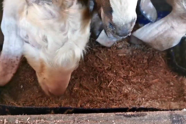 Mendekati Hari Raya Iduladha 2024, kandang kambing di sini banyak didatangi warga yang ingin berkurban. Pemilik peternakan pun mengakui penjualan kambing untuk kurban sudah mengalami peningkatan 30 persen.