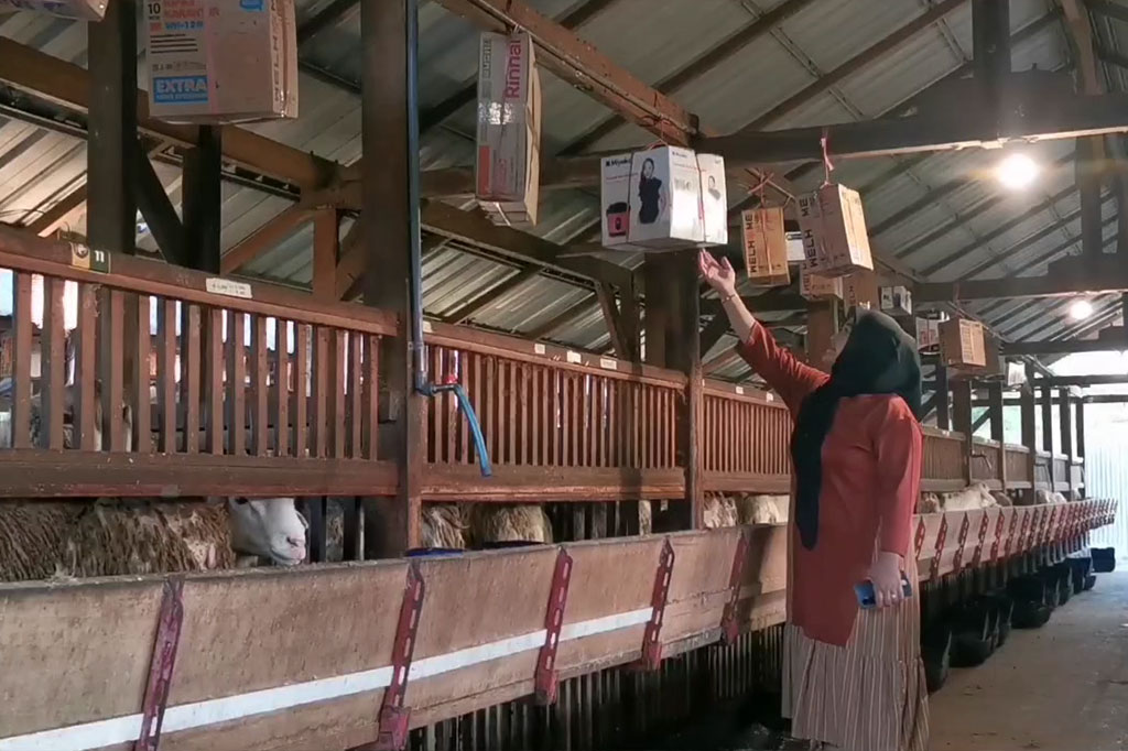 Menurut pemilik ternak kambing, Vista Corylina, kambing-kambing miliknya diberi pakan berfermentasi agar menjadi sehat, gemuk, dan kandangnya tidak berbau.