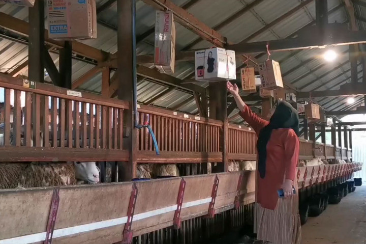 Menurut pemilik ternak kambing, Vista Corylina, kambing-kambing miliknya diberi pakan berfermentasi agar menjadi sehat, gemuk, dan kandangnya tidak berbau.