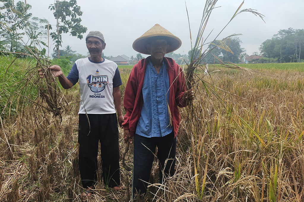 Seluas 2 hektare lahan pertanian di Kampung Ciwaas Depok, Cilempay, Cieurih, Sukarate, Gobras 3 dan Cikadu, Kelurahan Sukahurip, Kecamatan Tamansari, Kota Tasikmalaya, gagal panen terserang hama wereng. Kejadian tersebut, telah menyebabkan sejumlah petani harus menelan kerugian puluhan juta.