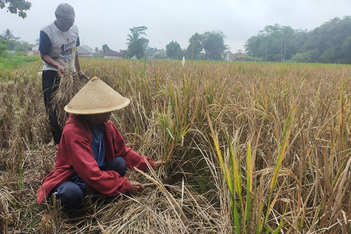 Serangan hama wereng, ulat, kungkang padi dan burung yang terjadi di Kota Tasikmalaya banyak petani menelan kerugian dan mereka ada yang sampai menangis, serangan jantung, pingsan setelah lahan persawahan yang telah mereka tanam padi menelan kerugian. Akan tetapi, hasil panen gabah kering pungut (GKP) dan gabah kering giling (GKG) yang mereka dapatkan anjlok drastis.