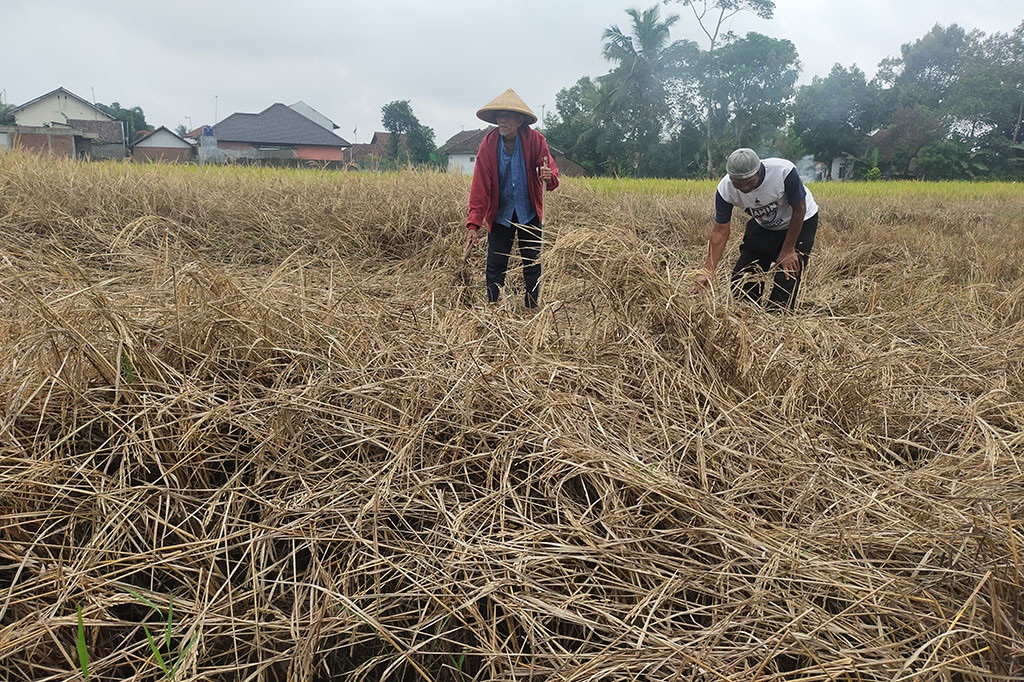 Ubad Subradio, 73, warga Kampung Ciwaas Depok, Kelurahan Sukahurip, Kecamatan Tamansari mengatakan, musim panen tahun ini bagi petani mengalami gagal panen karena lahan yang dimilikinya 70 bata terserang hama wereng, ulat, kungkang padi, burung dan hanya bisa mendapatkan gabah kering pungut (GKP) 1,8 kwintal dari 4 kwintal. Namun, kejadian ini sangat merugikan petani yang mana selama ini mengharapkan bisa memenuhi kebutuhan keluarga.