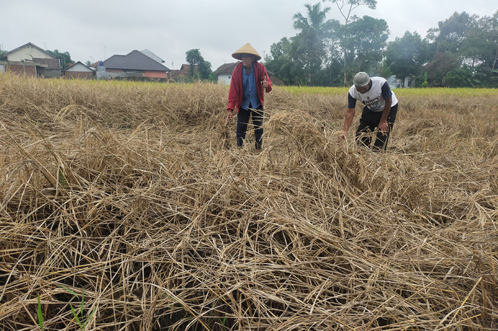 Ubad Subradio, 73, warga Kampung Ciwaas Depok, Kelurahan Sukahurip, Kecamatan Tamansari mengatakan, musim panen tahun ini bagi petani mengalami gagal panen karena lahan yang dimilikinya 70 bata terserang hama wereng, ulat, kungkang padi, burung dan hanya bisa mendapatkan gabah kering pungut (GKP) 1,8 kwintal dari 4 kwintal. Namun, kejadian ini sangat merugikan petani yang mana selama ini mengharapkan bisa memenuhi kebutuhan keluarga.