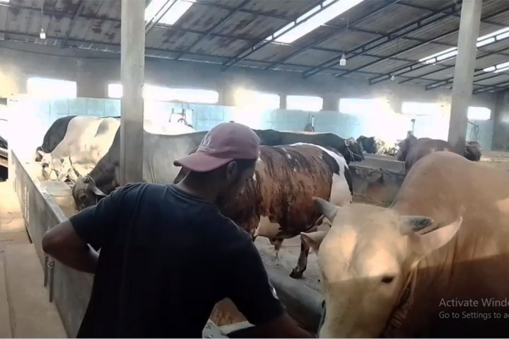 Momen Iduladha membawa berkah bagi peternak sapi ekstrem Toha Maksum Anas Subarka yang berada di Desa Janggan, Kecamatan Poncol, Magetan ini. Menjelang Iduladha, Toha kebanjiran pesanan sapi kurban.