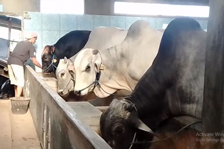 Peternak sapi kurban jumbo di Kabupaten Magetan, Jawa Timur meraup berkah menjelang Iduladha 2024. Untuk harga sapi ekstrem seberat 8 kuintal hingga 1,2 ton dijual mulai Rp80 juta hingga Rp125 juta per ekornya.
