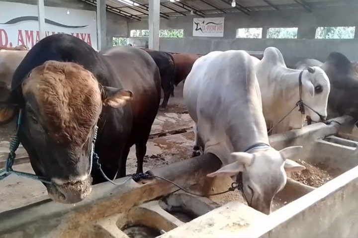 Tidak hanya sapi jumbo, Toha juga menjual sapi kurban berukuran sedang yang dijual dengan harga standar mulai dari Rp20 juta hingga Rp35 juta per ekornya.