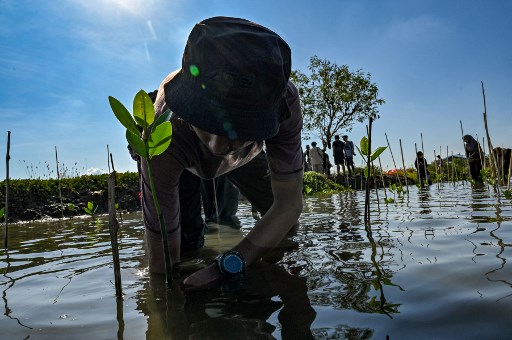 Sementara itu, Ketua Pemuda Peduli Mangrove Kutaraja (Pemangku), Surya Darma mengatakan kegiatan tanam mangrove ini sangat tepat, terlebih saat kenaikan suhu yang membuat bumi semakin panas, dan mangrove bisa menyerap karbon enam sampai delapan kali dibandingkan tumbuhan vegetasi hutan.