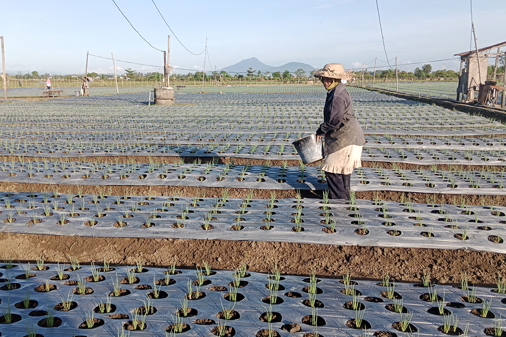 Pasalnya dikawasan setempat sekarang sedang mengalami kondisi cuaca sangat panas dan musim kekeringan berkepanjangan. sehingga sumber krisis air hujan dan debit aliran irigasi teknik.