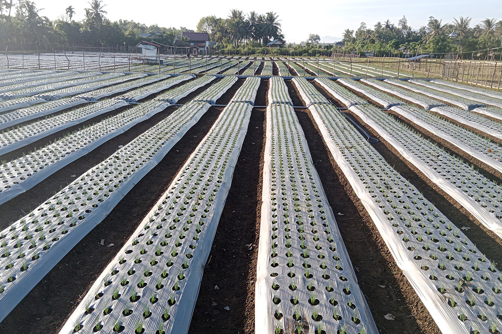 Menghadapi fenomena alam EL Nino, petani di Kabupaten Pidie, Provinsi Aceh, beralih menanam bawang merah. Dari biasanya menanam padi musim gadu (musim tanam kedua) sekarang berubah menanam bawang merah.
