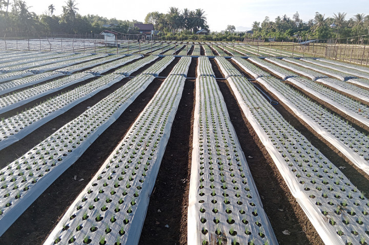 Menghadapi fenomena alam EL Nino, petani di Kabupaten Pidie, Provinsi Aceh, beralih menanam bawang merah. Dari biasanya menanam padi musim gadu (musim tanam kedua) sekarang berubah menanam bawang merah.