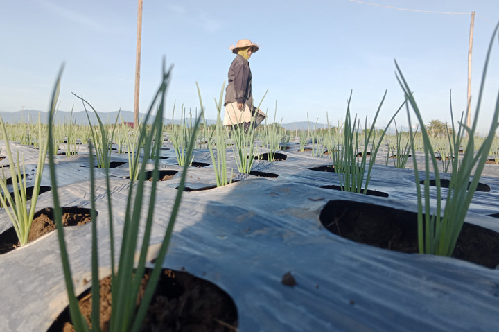 Amatan Media Indonesia, Minggu, 9 Juni 2024 kawasan yang beralih menanam bawang dalam menghadapi El Nino sekarang di Kabupaten Pidie, antara lain tersebar di enam Kecamatan. Masing-masing adalah Kecamatan Simpang Tiga, Kembang Tanjung, Batee, Delima, Muara Tiga dan Kecamatan Pidie.