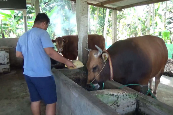 Jika dilihat sekilas, kedua sapi ini memilik warna bulu atau kulit yang hampir sama. Gemoy warna kulitnya agak gelap merah campur kehitaman, sementara Tebo lebih banyak memiliki warna ke merah-merahan dan bagian kepalanya belang bercorak merah campur keputih-putihan.