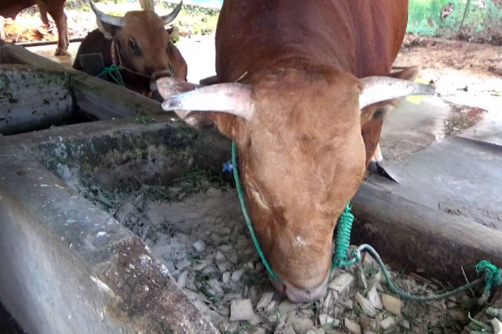  Presiden Joko Widodo kembali akan berkurban di Provinsi Sulawesi Barat. Tahun ini, Presiden Jokowi dipastikan akan membeli sapi jumbo asal Wonomulyo, Kabupaten Polewali Mandar. Dua calon sapi kurban Jokowi bernama Gemoy dan Tebo bobotnya lebih dari satu ton.