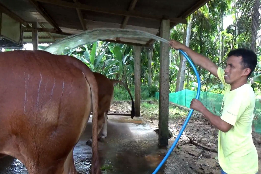 Selain itu, untuk mendapatkan makanan yang sehat dan bergizi, pemilik sapi memberikan pakan khusus yang terdiri dari campuran ampas tahu, batang pisang, rumput hijau pilihan dan dedak. Untuk menjaga daya tahan tubuh, kedua sapi juga rutin diperiksa dari dinas kesehatan dan penyuluh peternakan setemnpat dengan cara divaksin dan diberi vitamin.