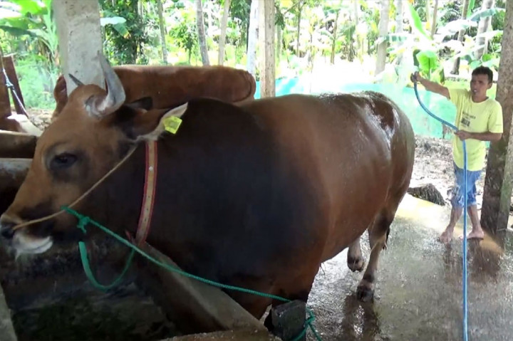 Sejak terpilih dan masuk dalam seleksi sapi presiden, Riadi memberikan perawatan khusus yakni memperhatikan kebersihan kandang, kebersihan fisik sapi mulai dari bagian mulut, kaki mata dan bagian tubuh lainnya. Pemilik juga rutin memandikan sebanyak dua kali pada pagi dan sore hari.