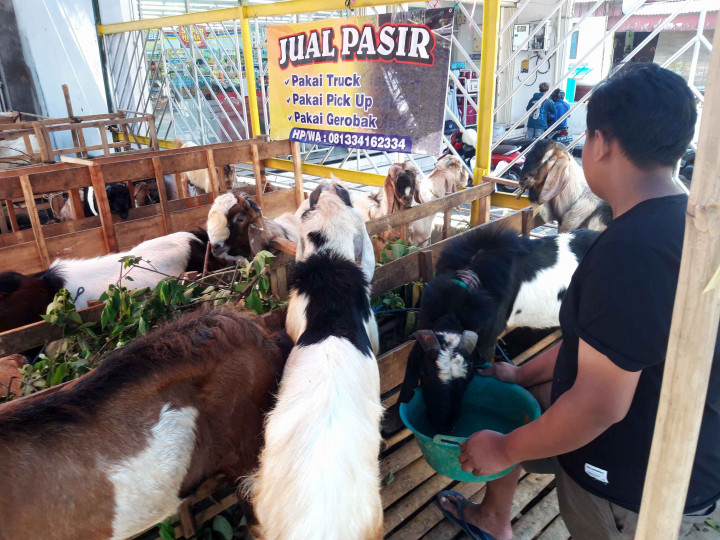 Pedagang hewan kurban di Kota Malang, Jawa Timur, berharap animo masyarakat tinggi dalam membeli kambing dan sapi untuk Iduladha.