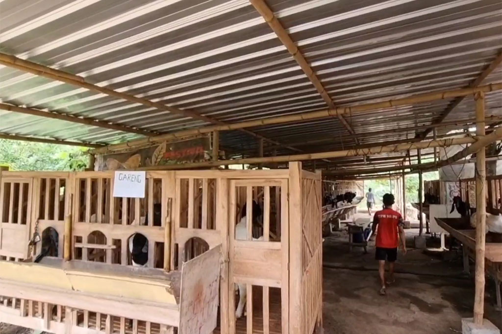 Nampaknya hotel tidak hanya berlaku untuk menginap manusia, namun, di Kabupaten Kudus, Jawa Tengah, terdapat kandang kambing yang disulap menyerupai hotel.  Jelang Iduladha kali ini, hotel kambing ini, sudah full dibooking para pelanggan.