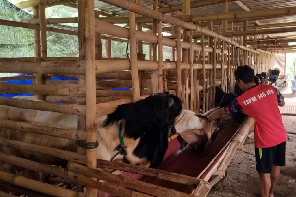 Sepintas jika dilihat, peternakan kambing milik Muhammad Alif Shodikin di bantaran Sungai Gelis Desa Bae, Kecamatan Bae, Kabupaten Kudus, tidak jauh berbeda dengan kandang kambing pada umumnya. Namun kandang peternakan kambing Kusuma Farm ini sudah dikenal sebagai hotel kambing.
