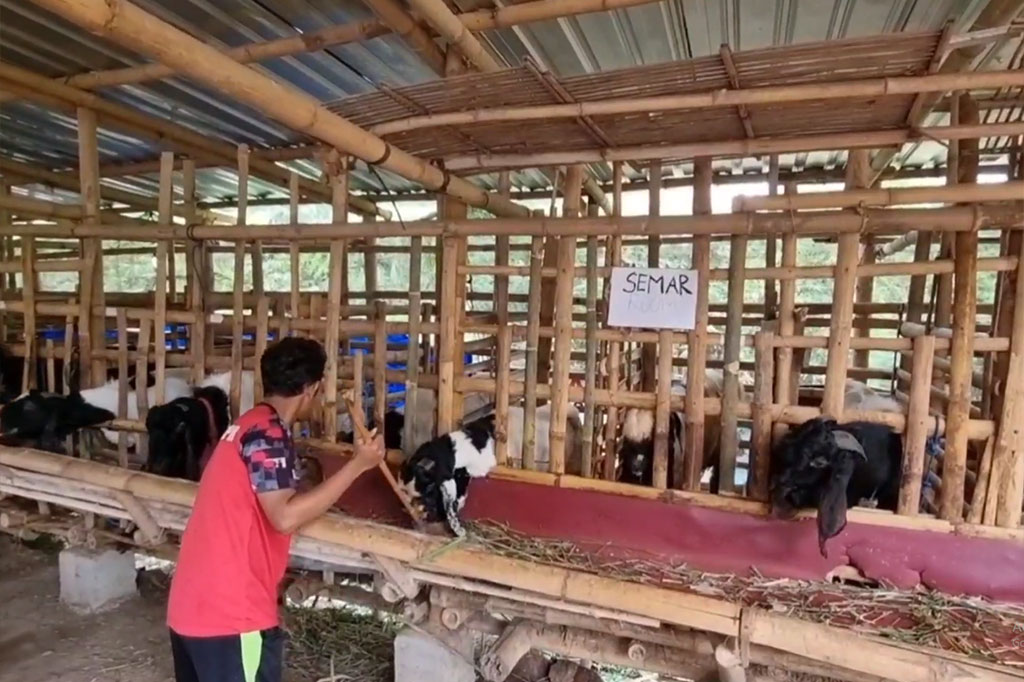 Selayaknya hotel, pelayanan yang diberikan ful service, mulai dari makanan sehat hijau-hijauan tiga kali sehari, layanan pijat agar kambing tetap dalam kondisi prima, dimandikan agar tetap bersih, hingga pemeriksaan kesehatan kambing rutin oleh dokter hewan.